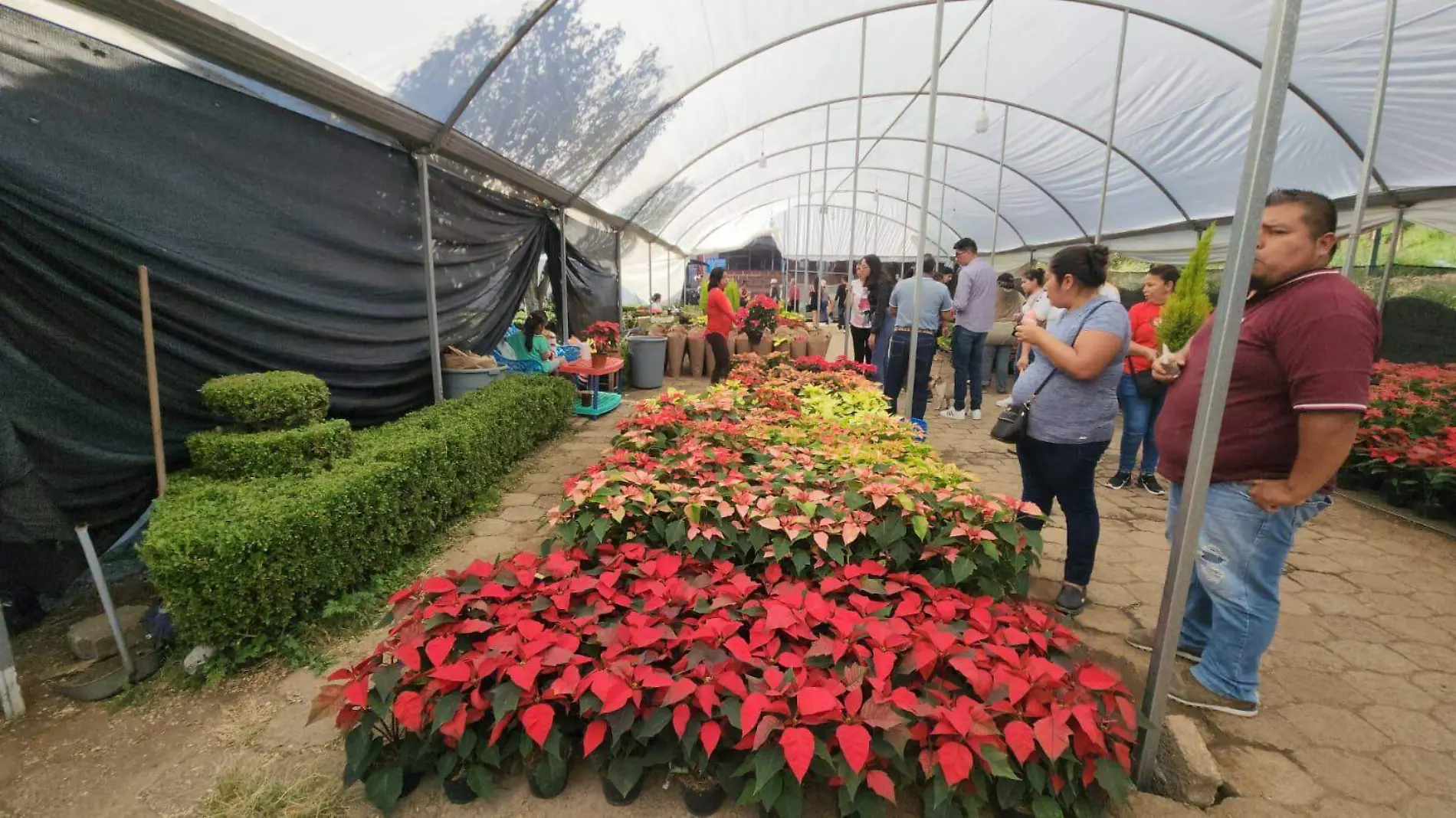 Los agricultores realizan el tianguis anual de fin de año